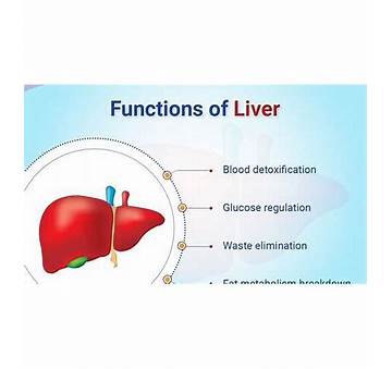 Liver Function and Belly Fat